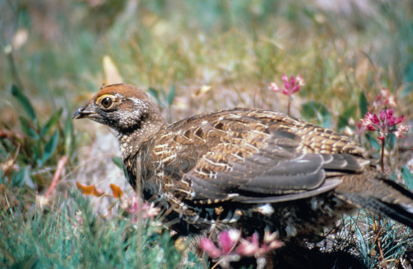 Sooty Grouse