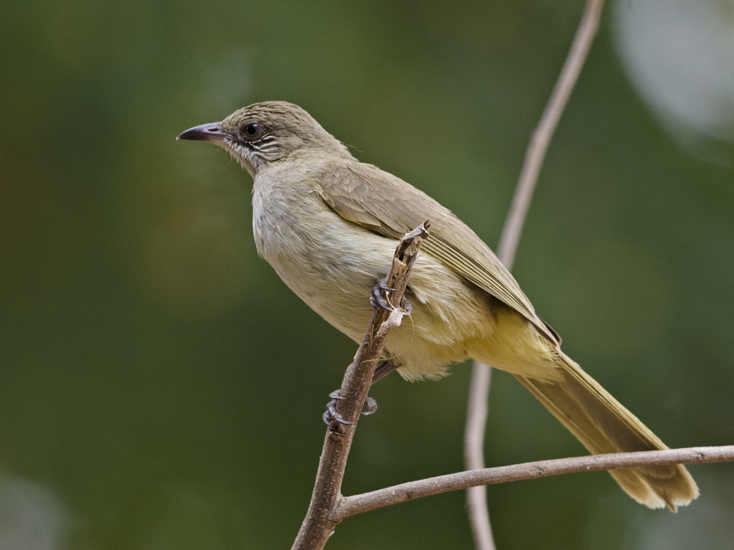 Sooty-headed bulbul