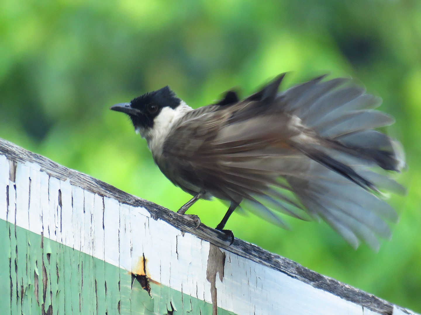 Sooty-headed bulbul