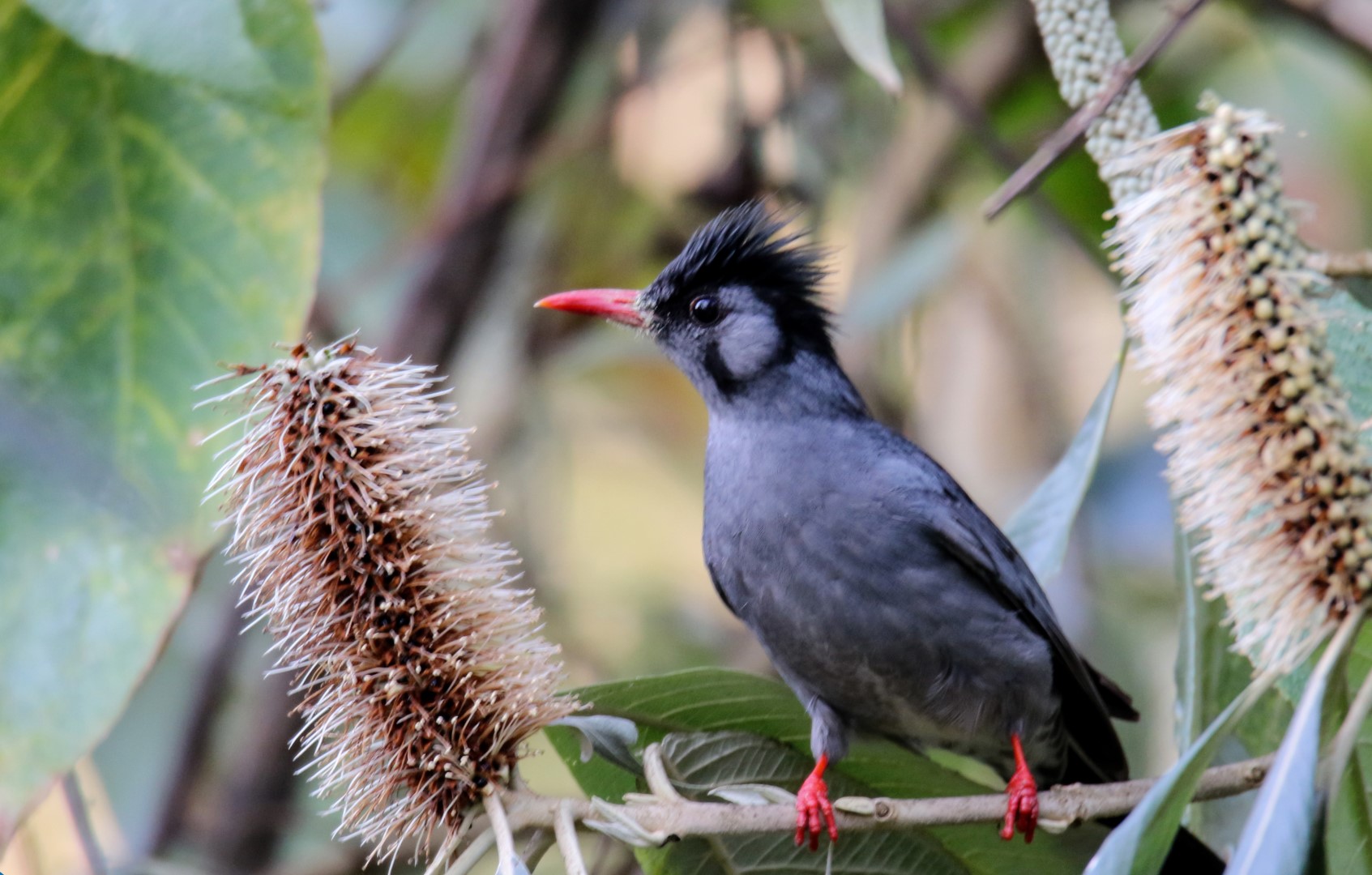 Sooty-headed bulbul