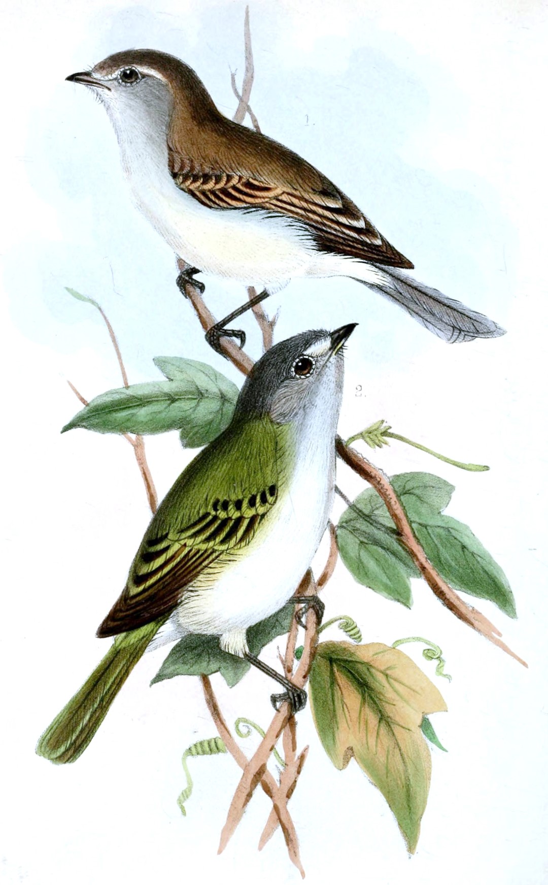 Sooty-headed Tyrannulet