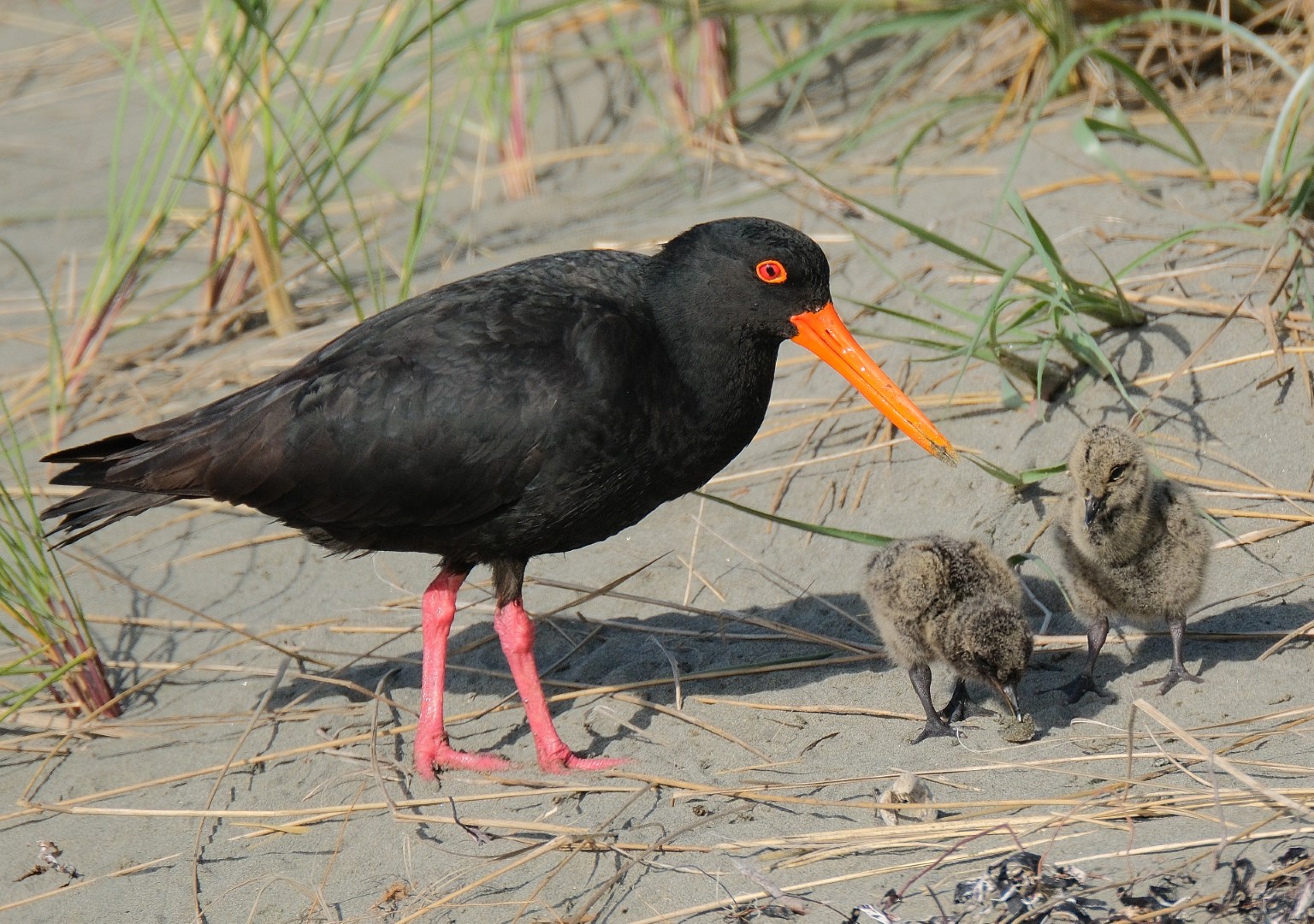 Sooty Oystercatcher
