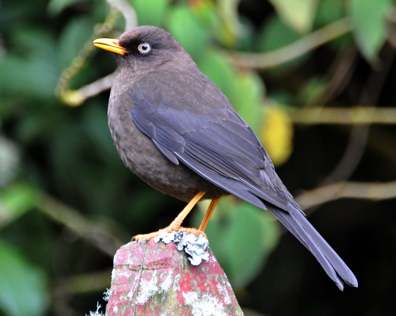 Sooty Robin