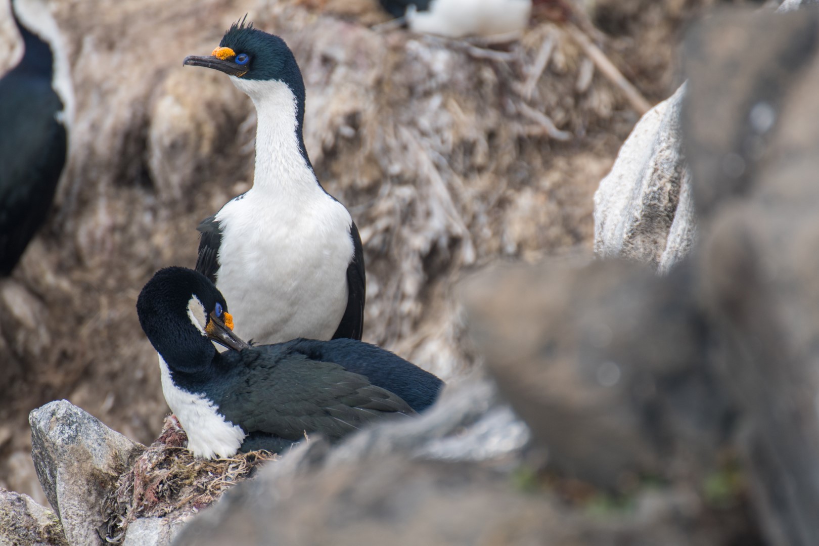 South African Shag