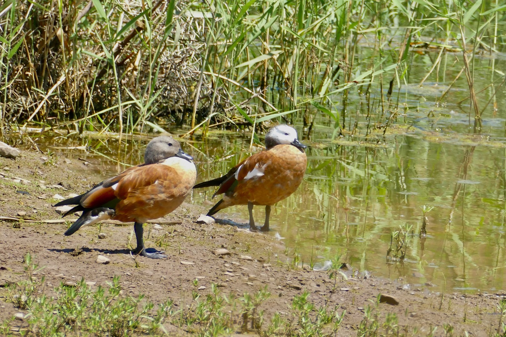 South African Shelduck