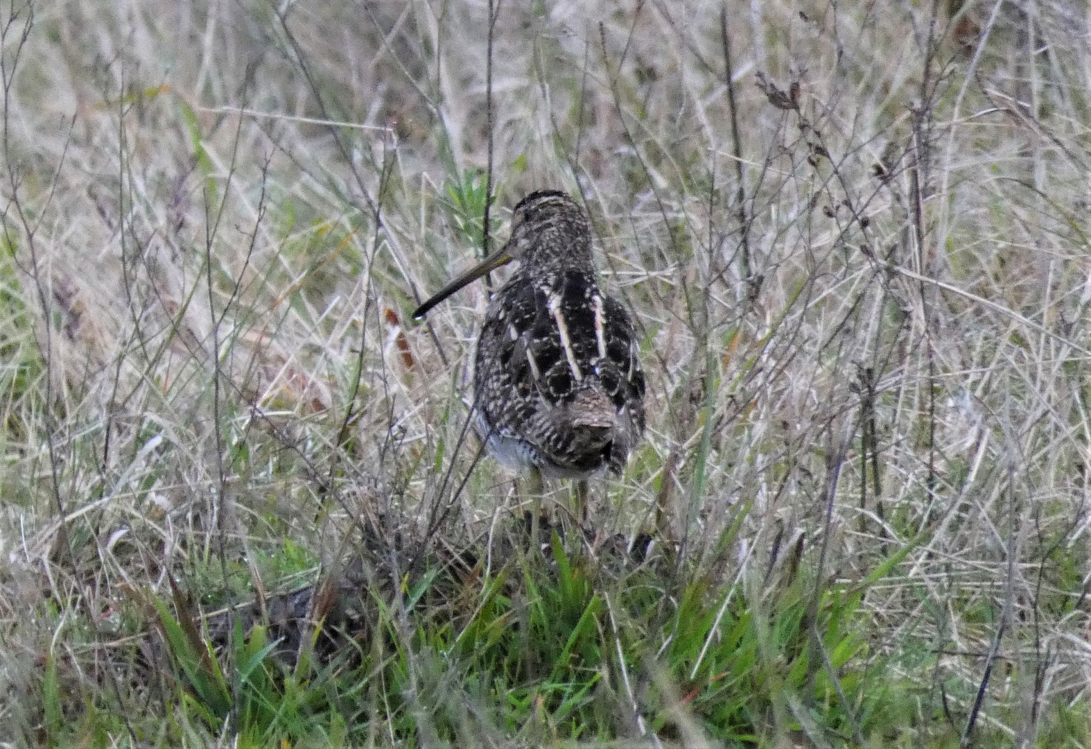 South American Snipe