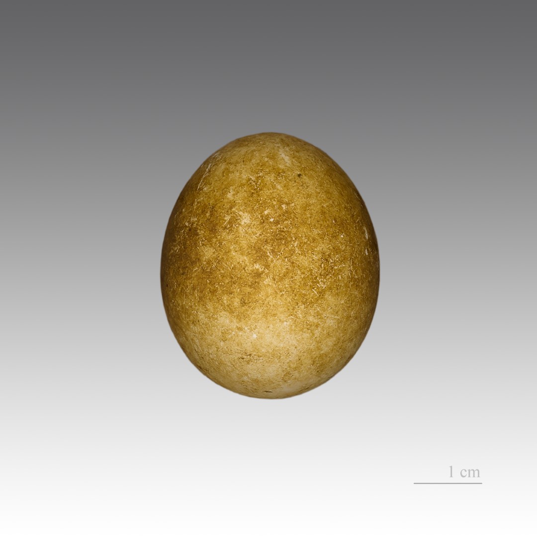 South Georgian Diving Petrel