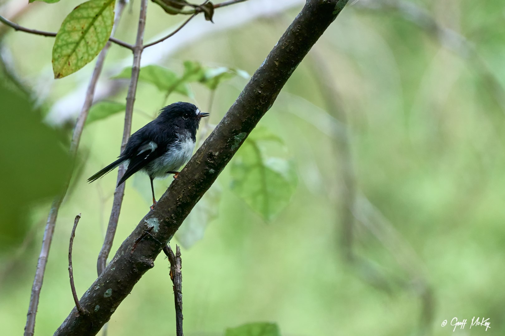 South Island Robin