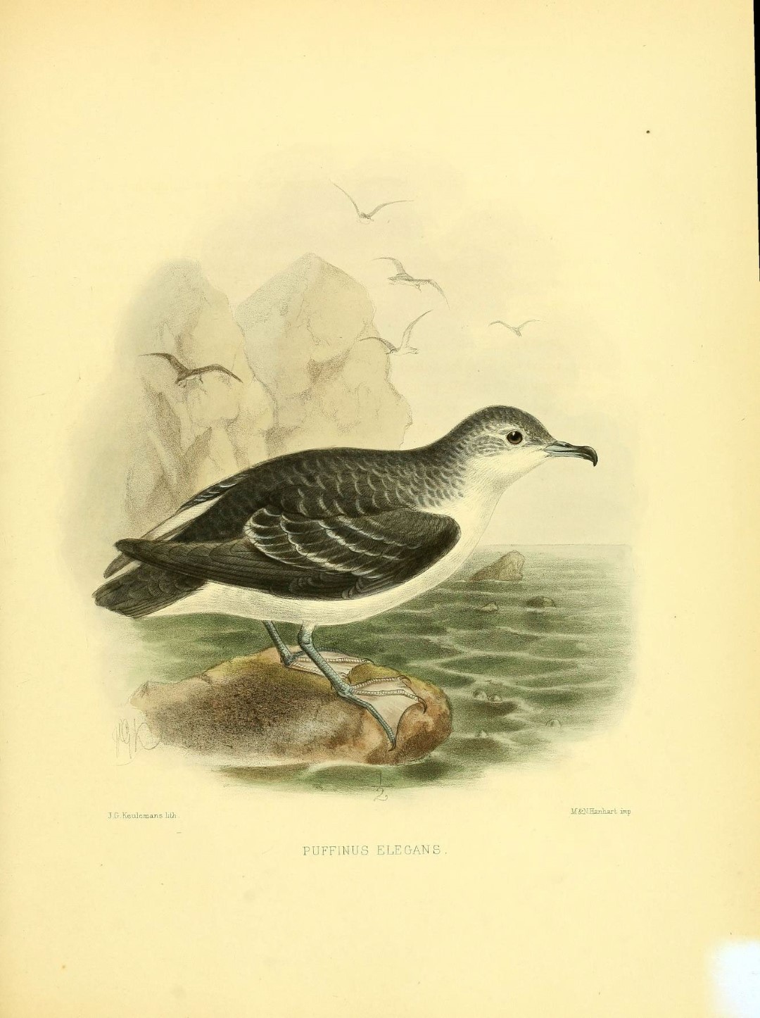 South Pacific Shearwater