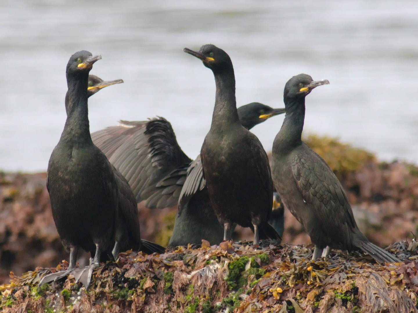 South Polar Skua