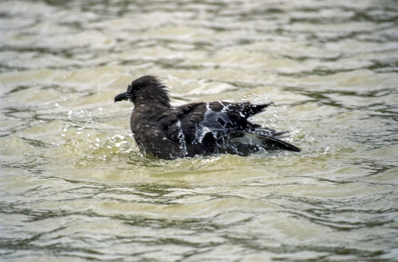 South Polar Skua