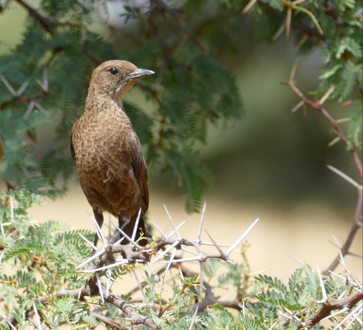 Southern Anteater-Chat