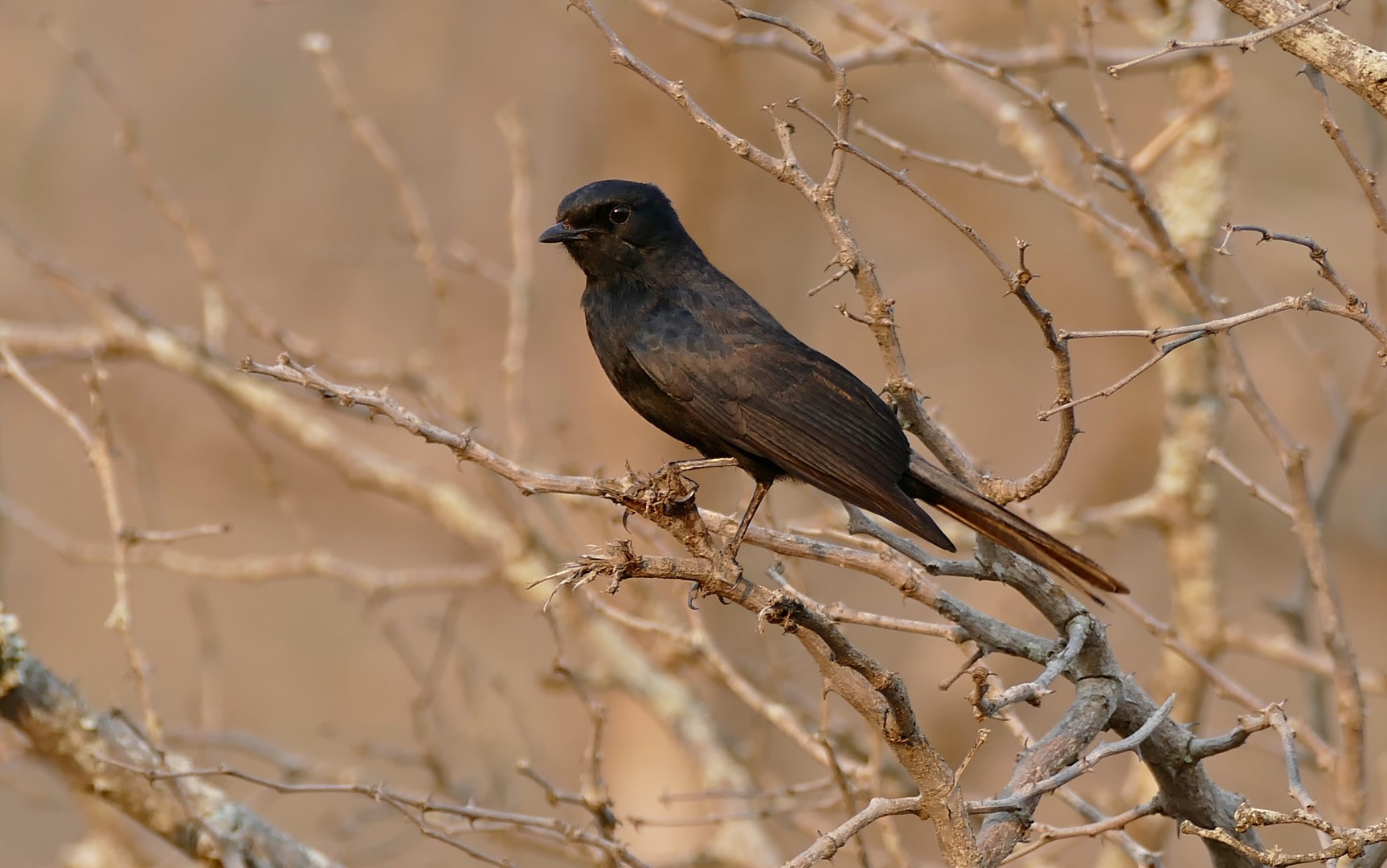 Southern Black-Flycatcher