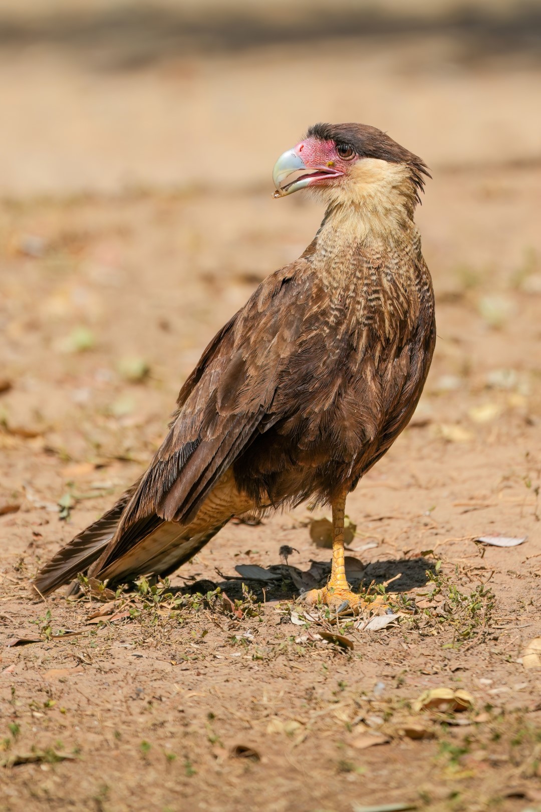 Southern Caracara