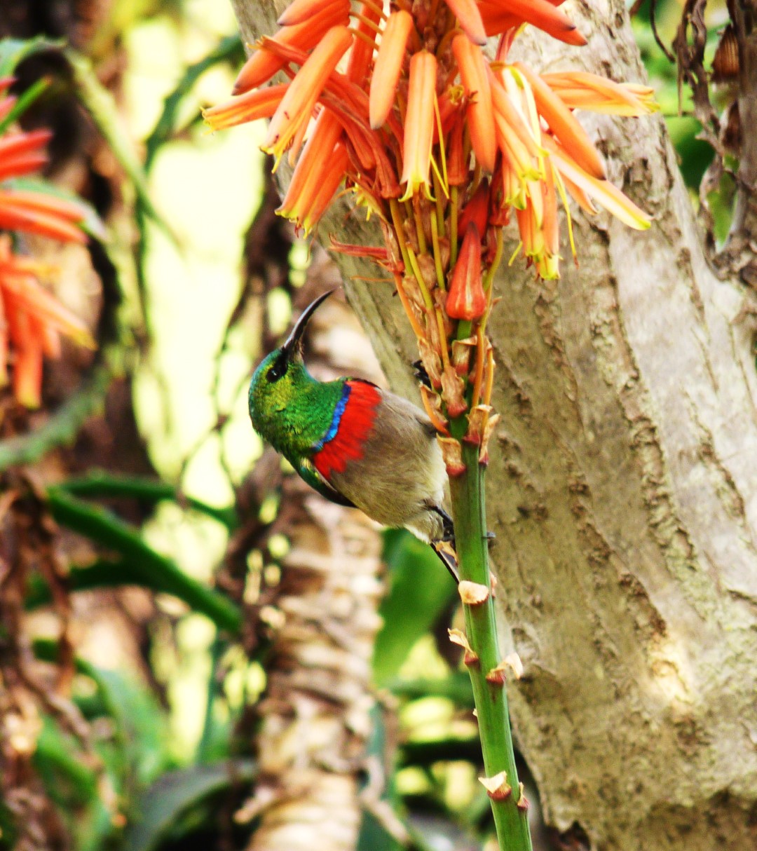 Southern Double-collared Sunbird