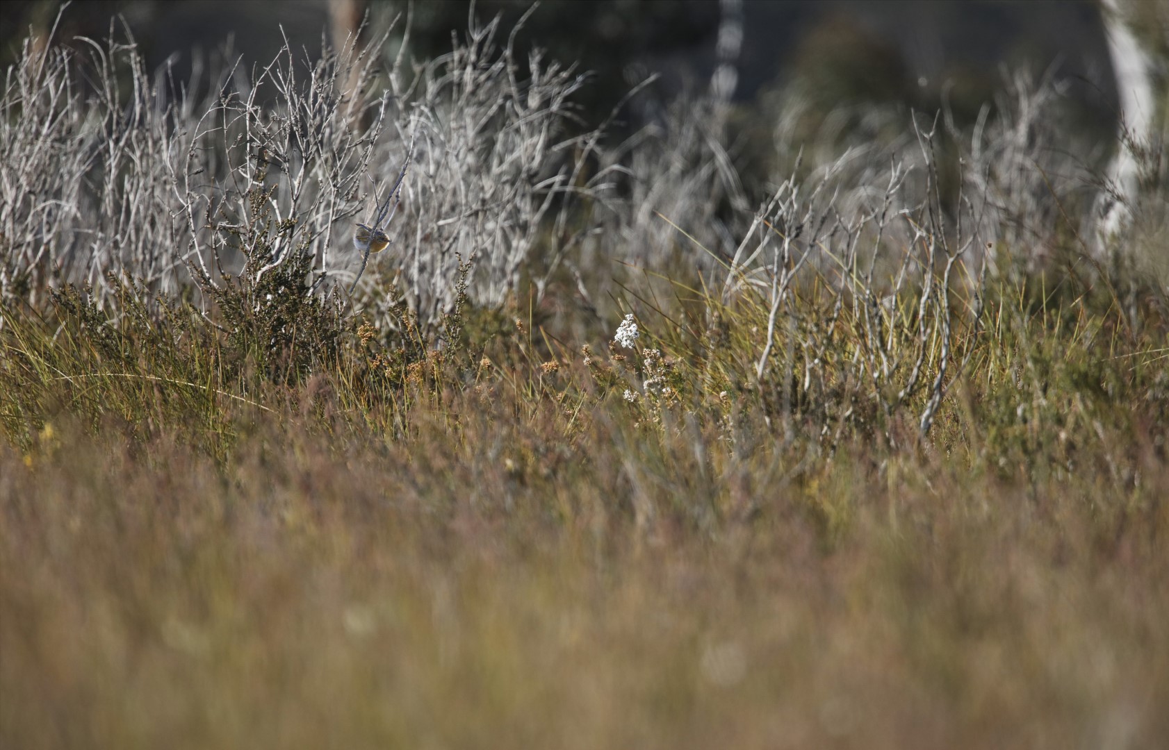 Southern Emu-wren