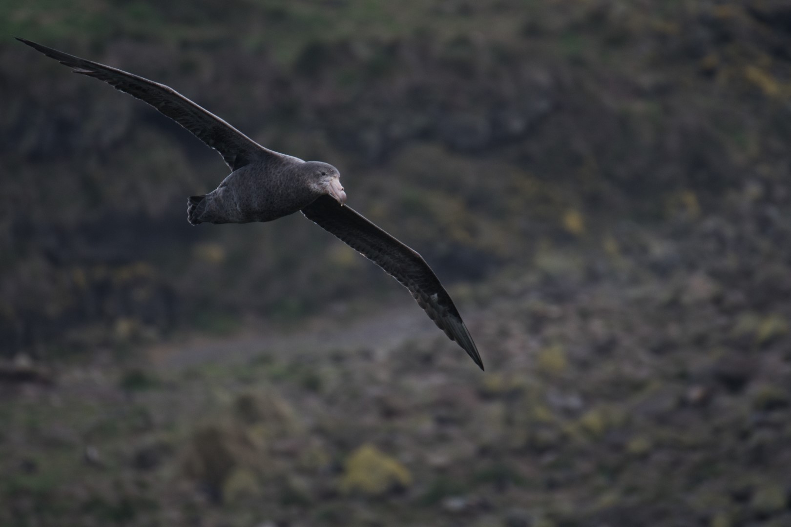 Southern Giant Petrel