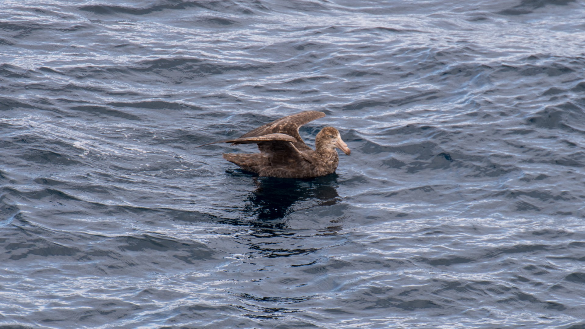 Southern Giant Petrel