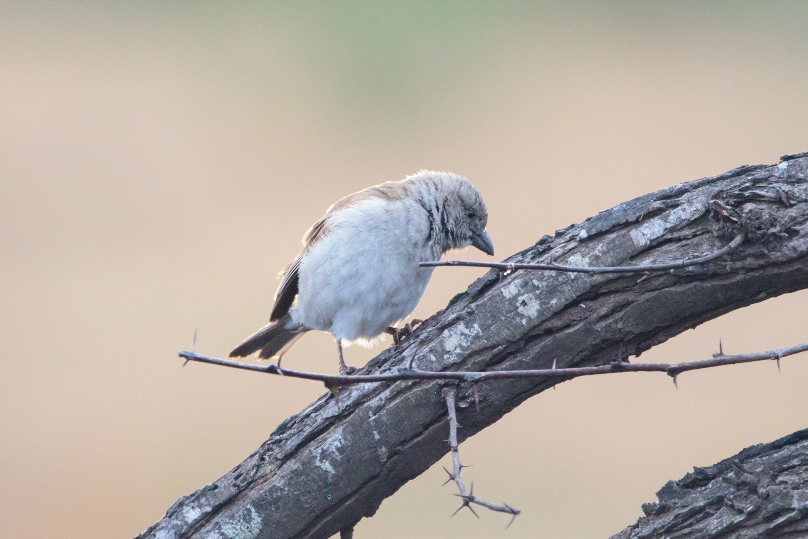 Southern Grey-headed Sparrow