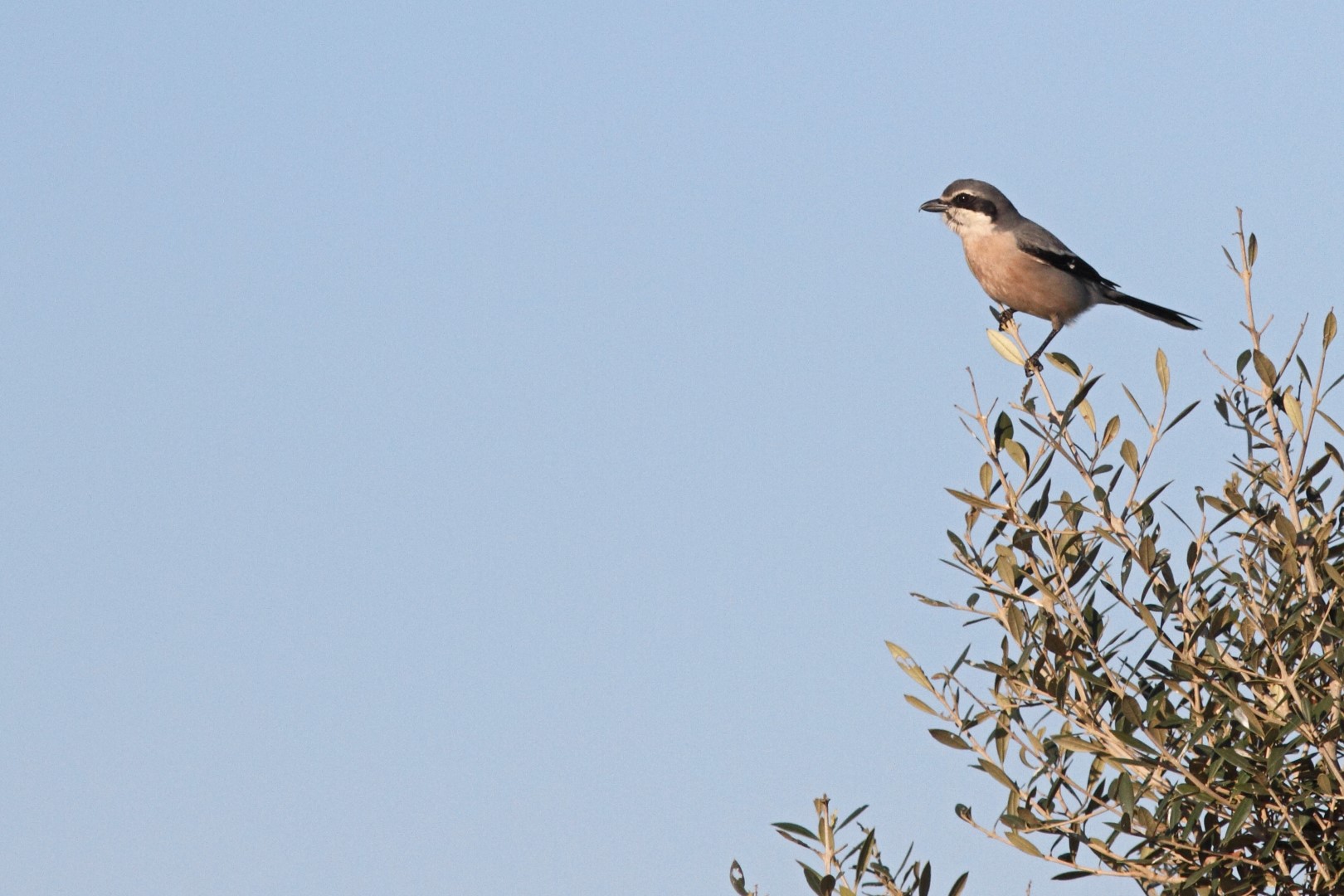 Southern Grey Shrike