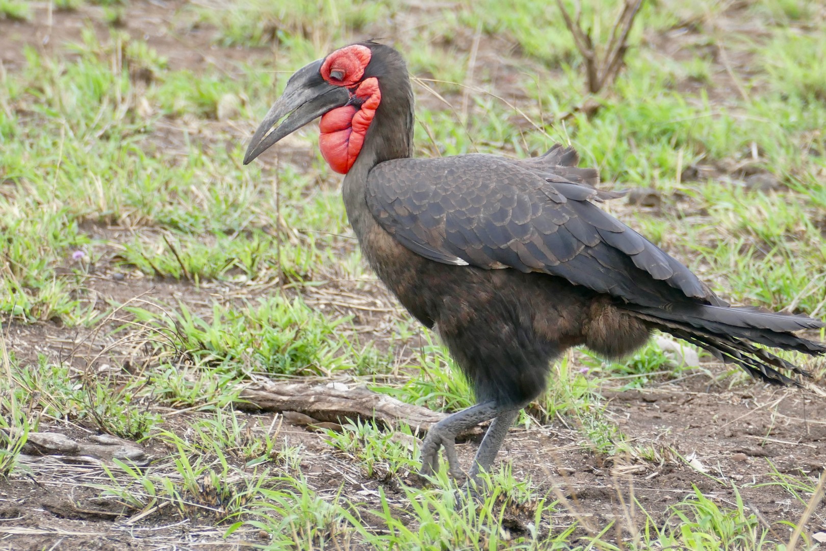 Southern Ground Hornbill