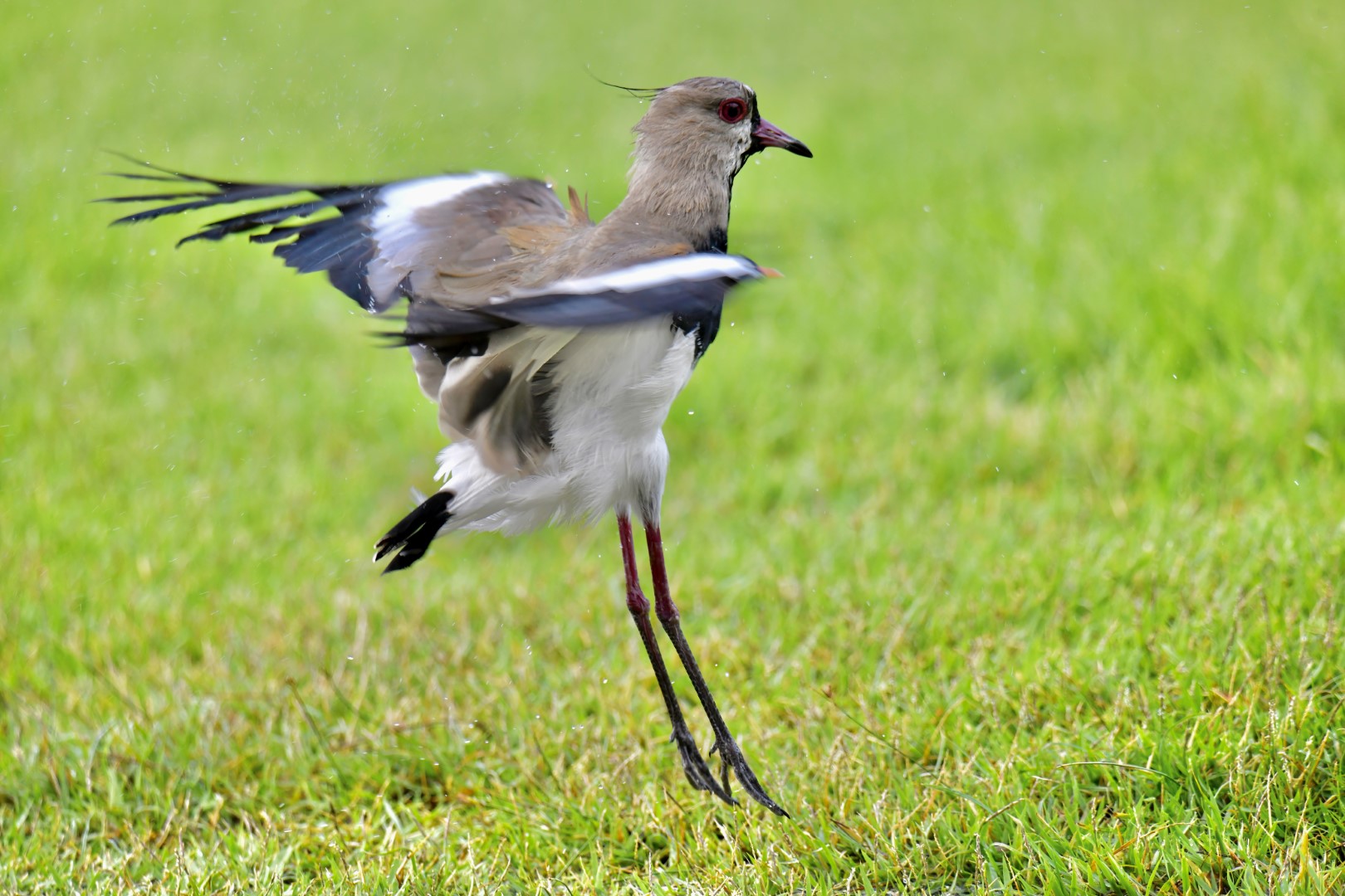Southern Lapwing