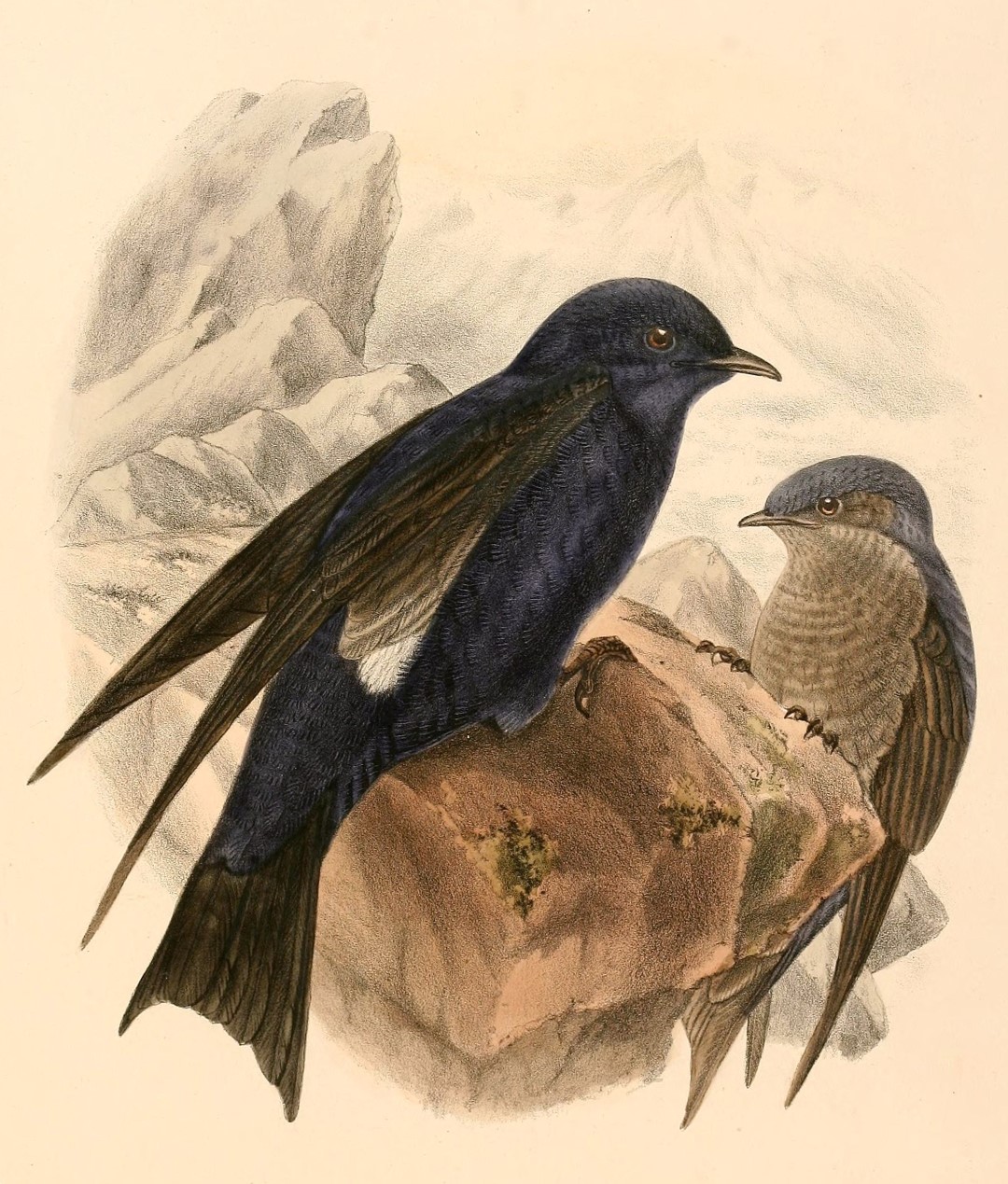 Southern Martin