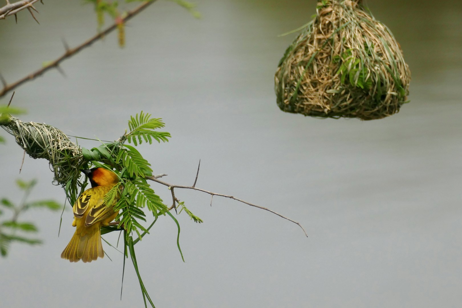 Southern Masked Weaver