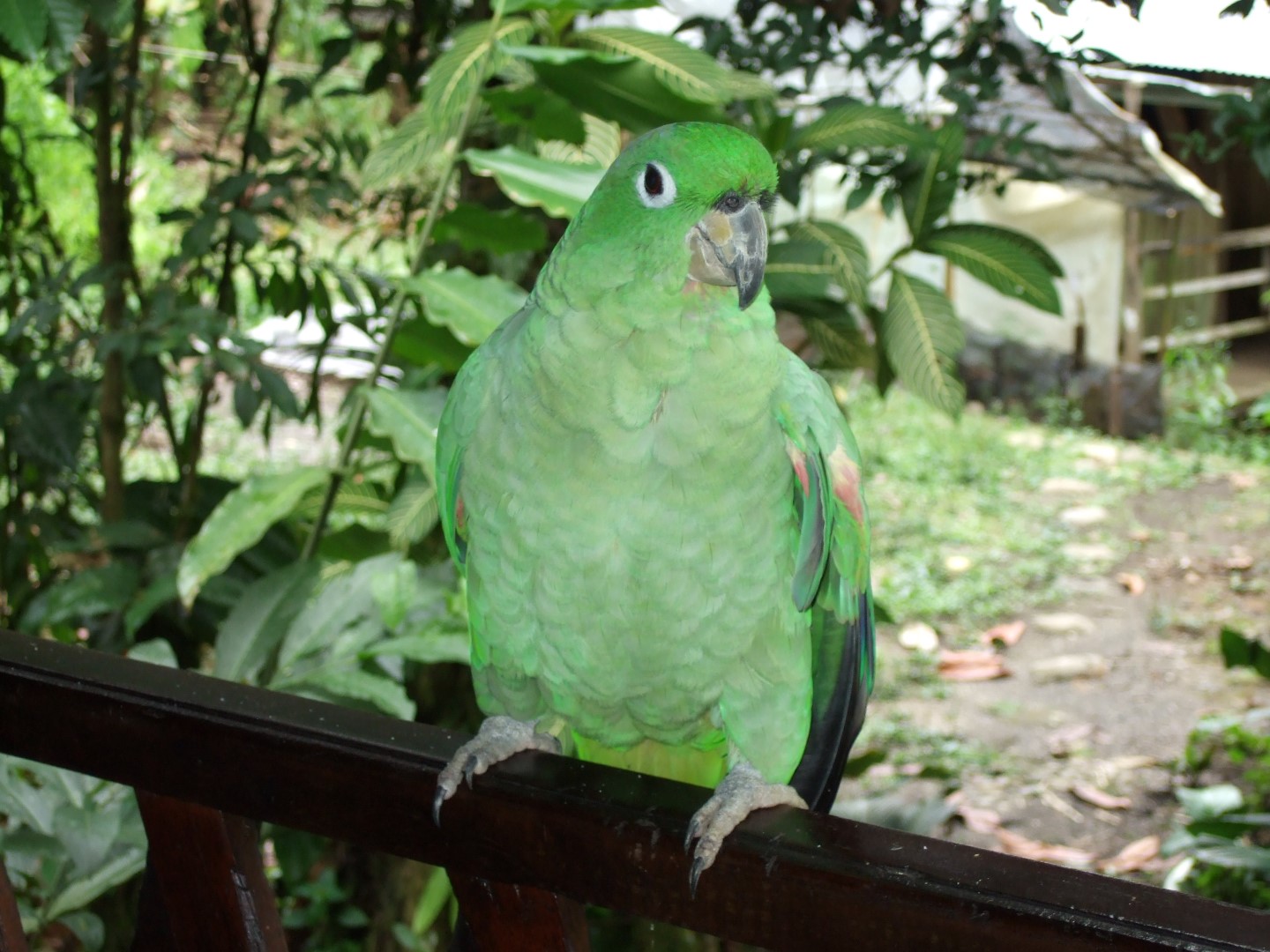 Southern Mealy Amazon