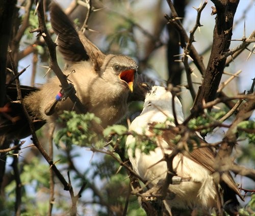 Southern Pied Babbler