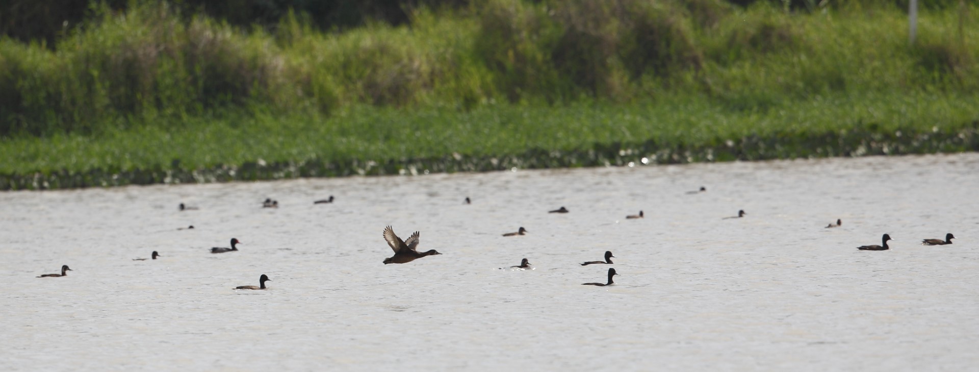 Southern Pochard