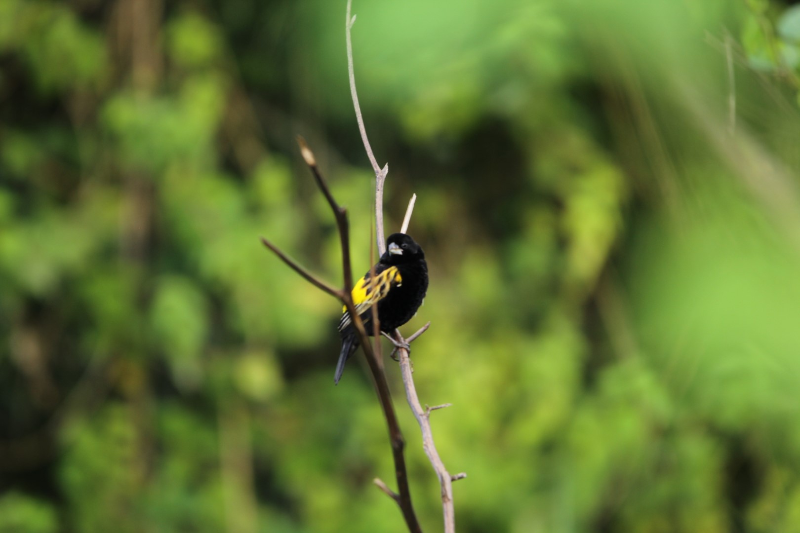 Southern Red Bishop