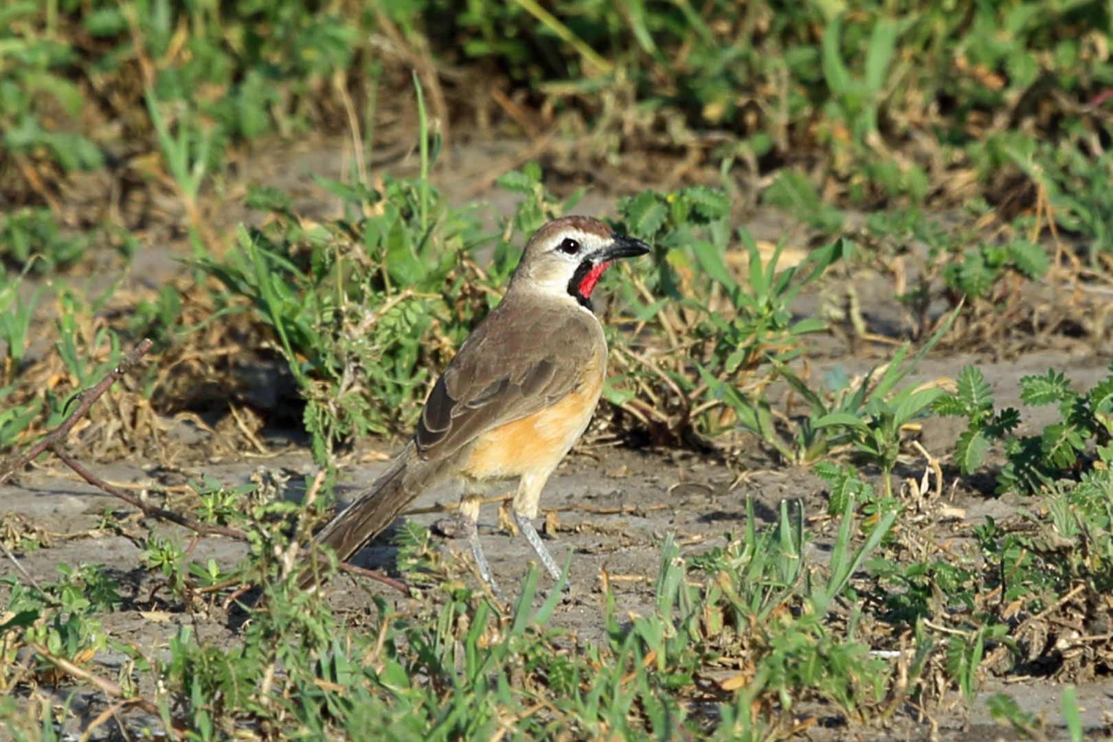Southern Red Bishop