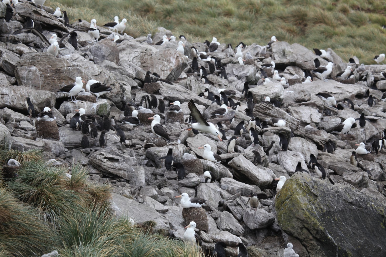 Southern Rockhopper Penguin