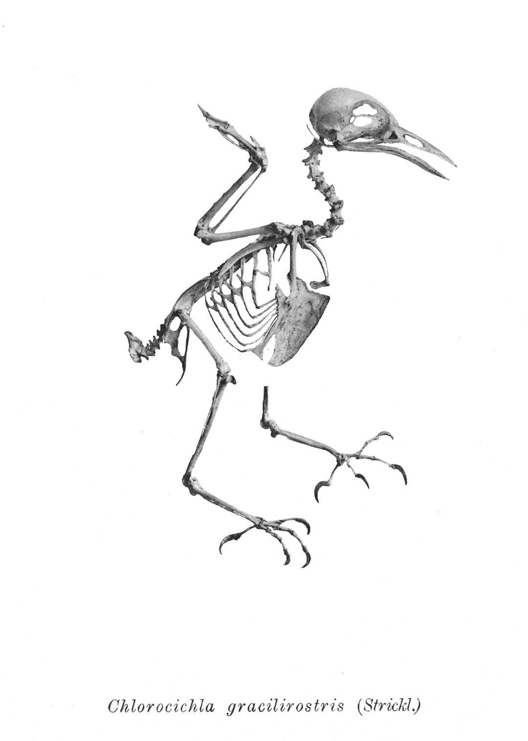 Southern Rough-winged Swallow