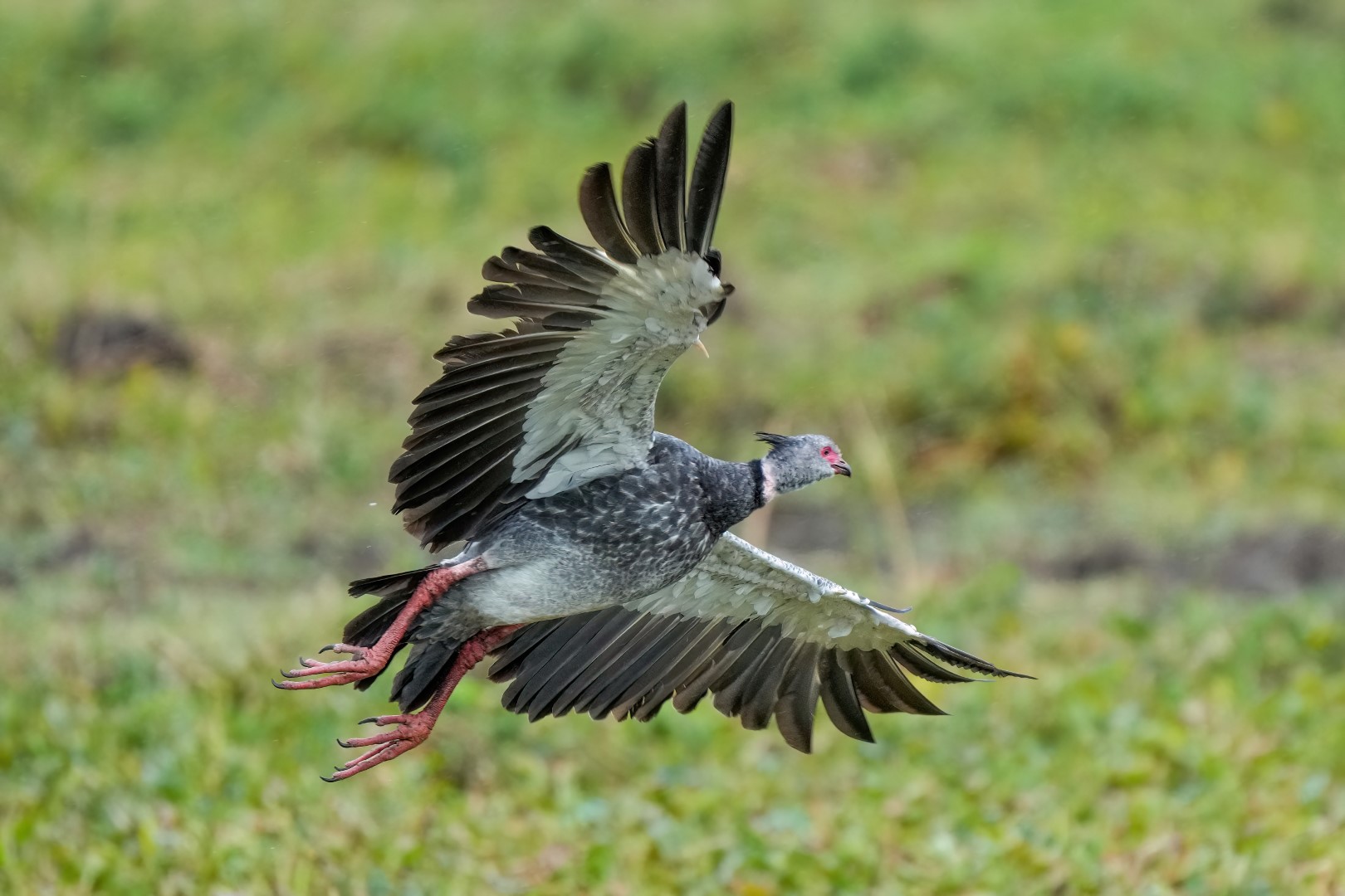 Southern Screamer
