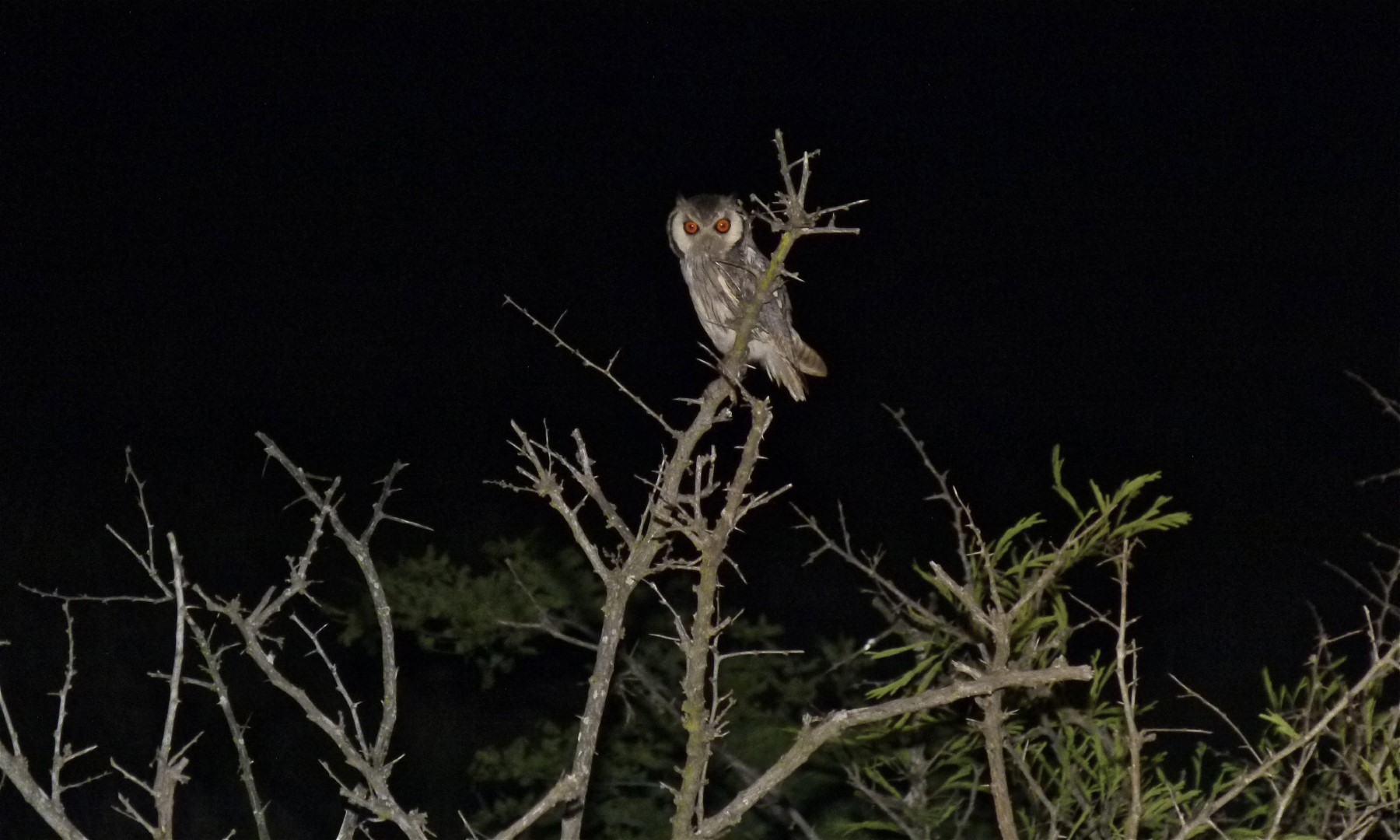 Southern White-faced Owl