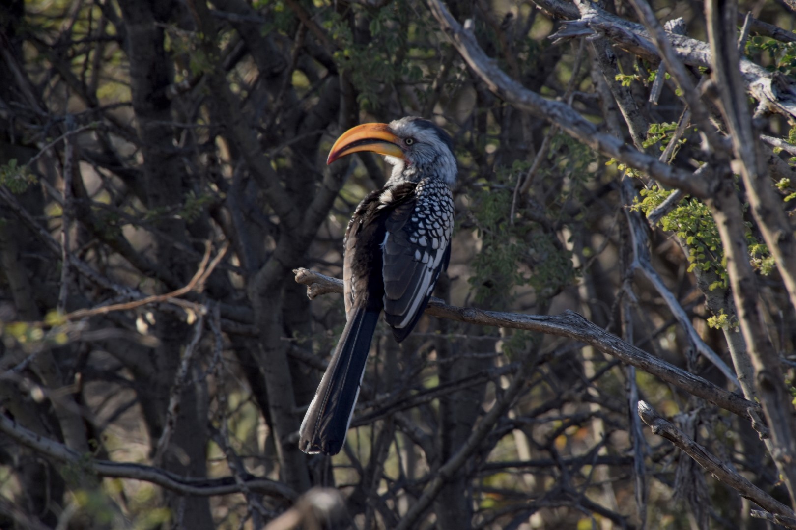 Southern Yellow-billed Hornbill