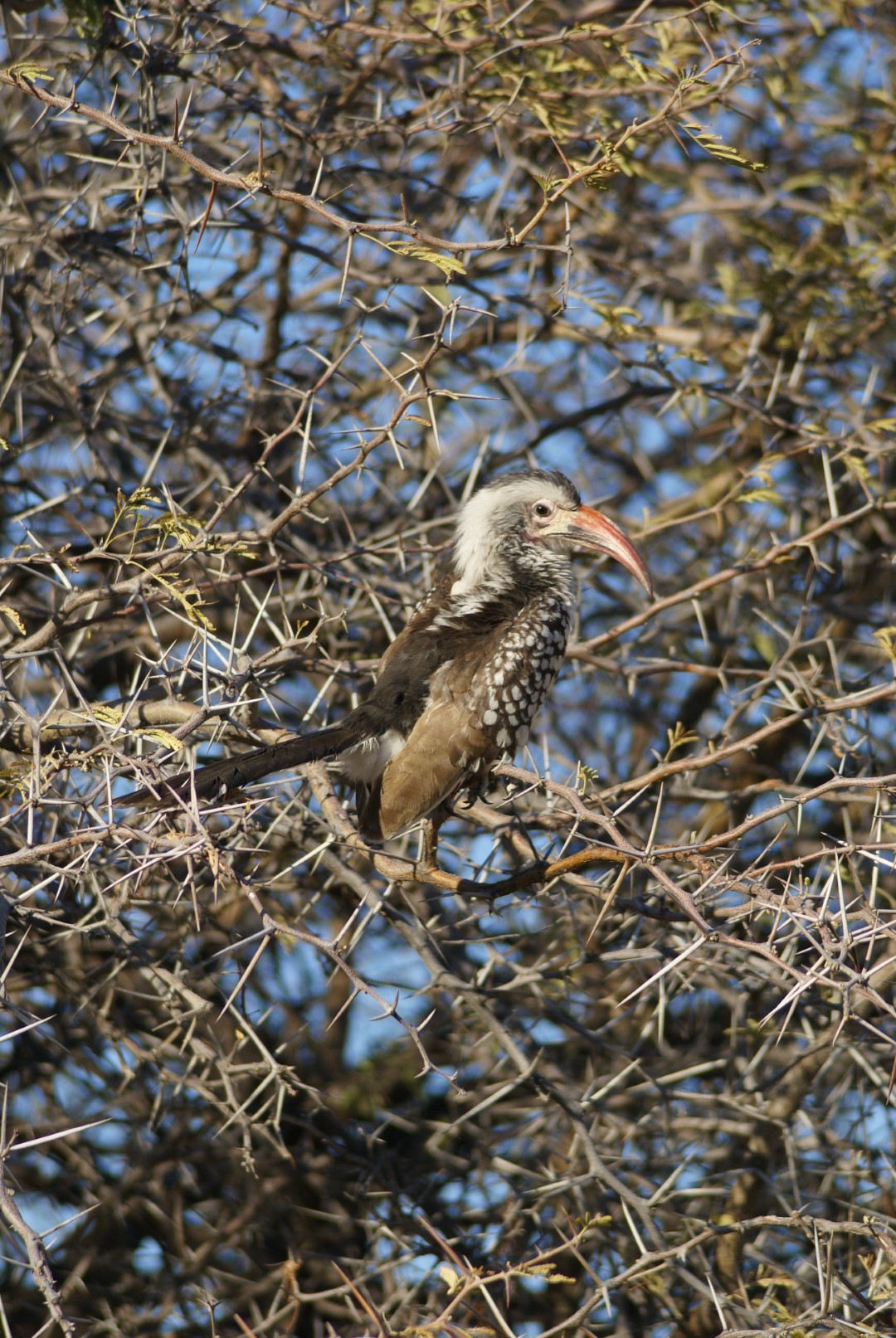 Southern Yellow-billed Hornbill