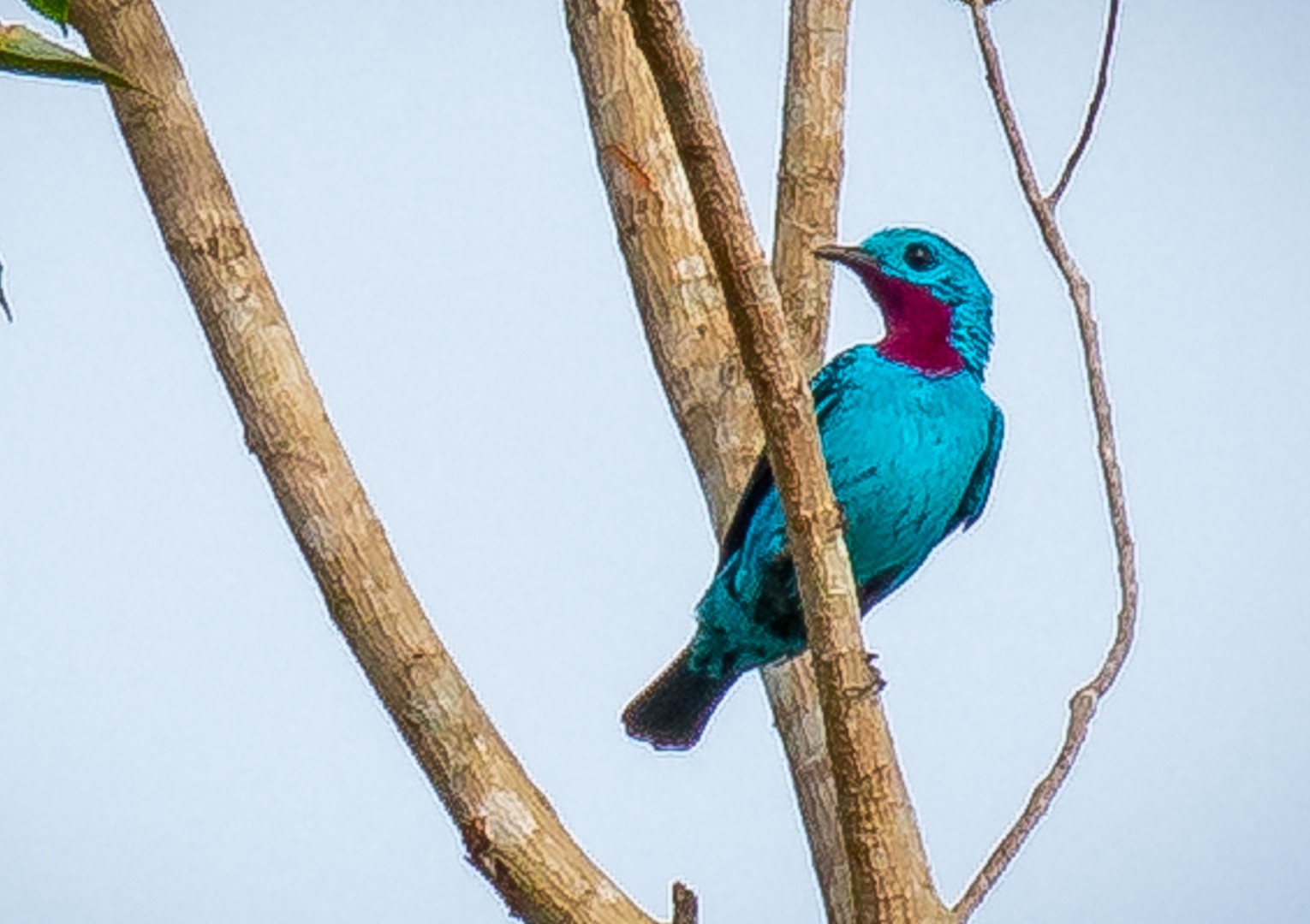 Spangled Cotinga
