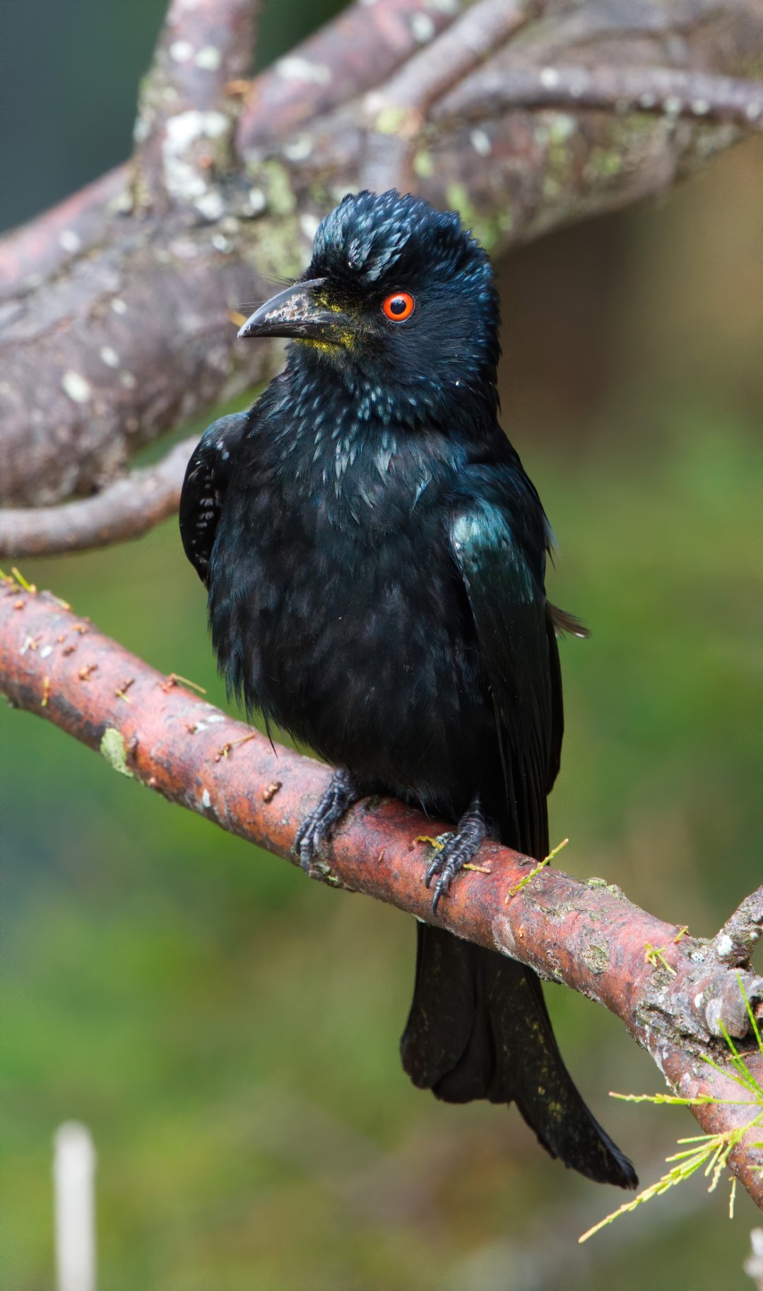 Spangled Drongo