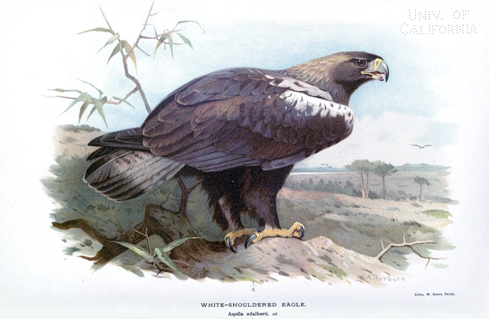 Spanish Imperial Eagle