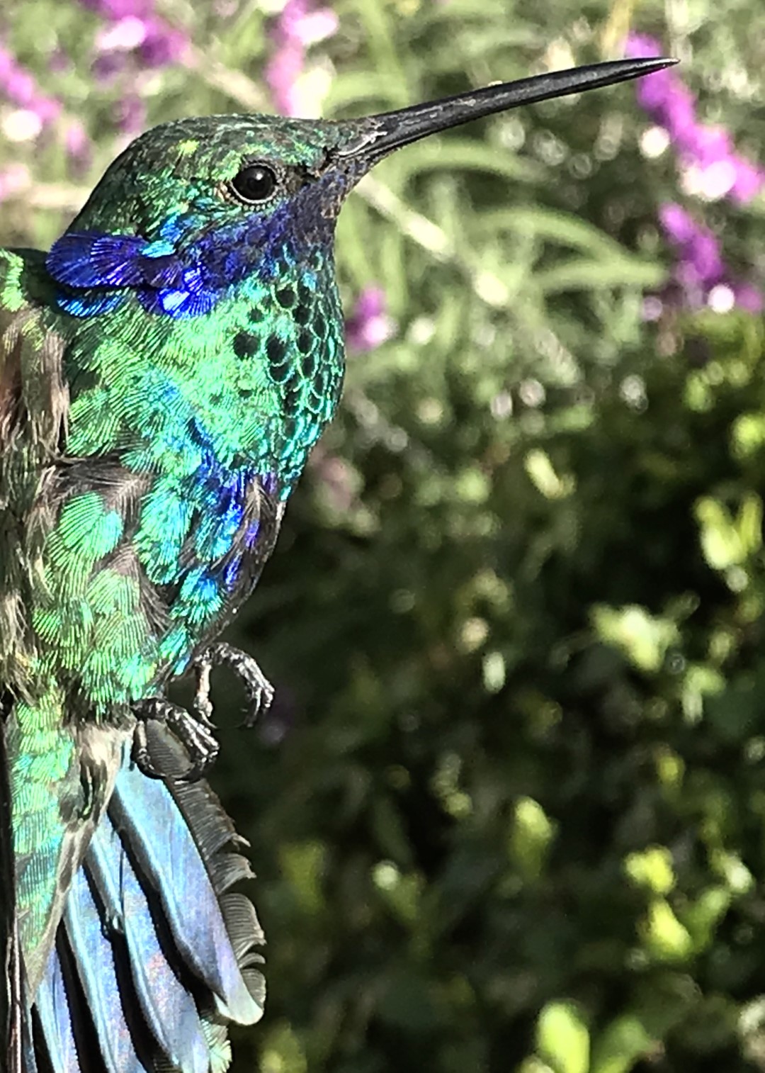 Sparkling Violetear