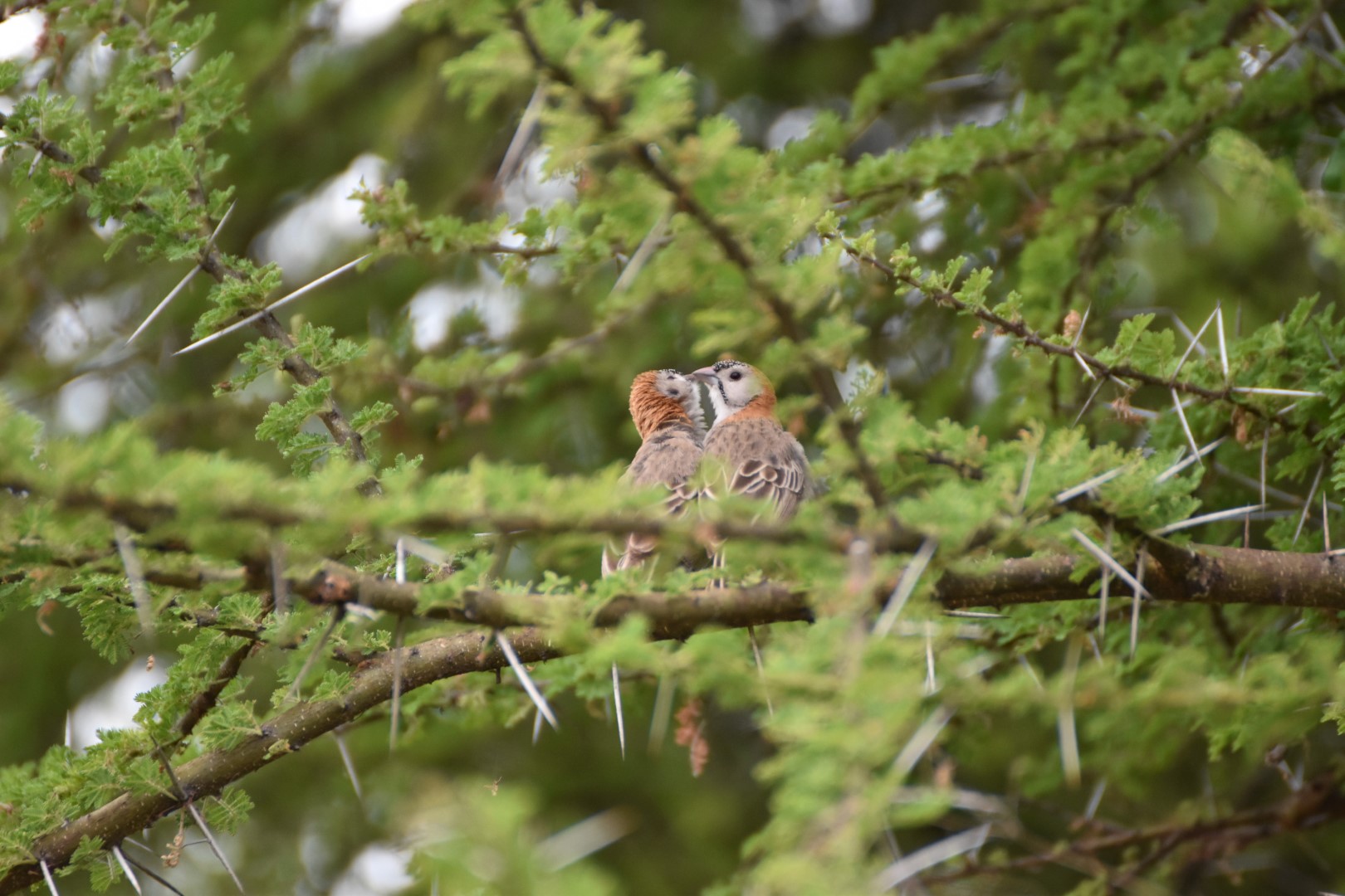 Speckle-fronted Weaver