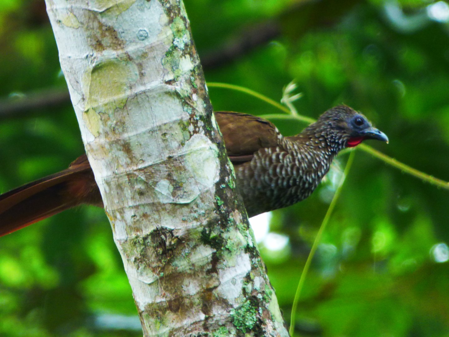 Speckled Chachalaca