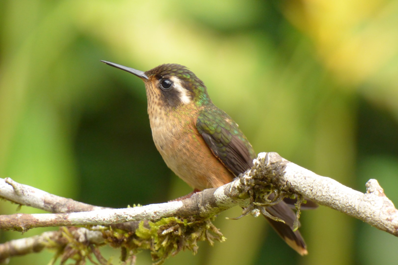Speckled Hummingbird