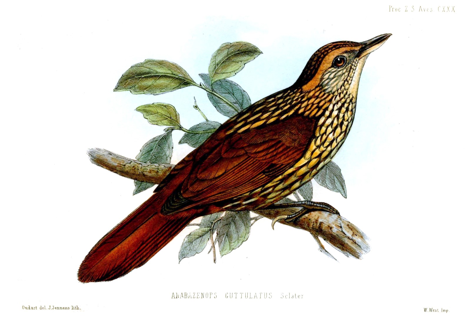 Speckled Hummingbird