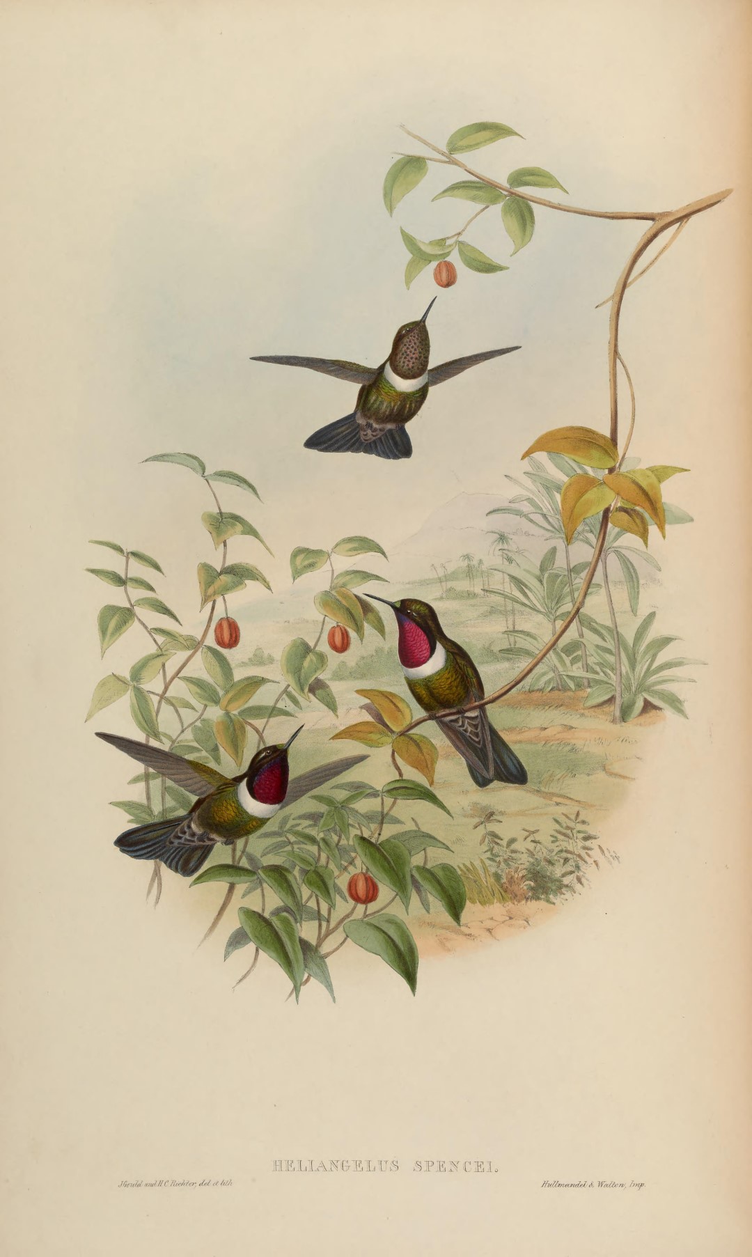 Speckled Hummingbird