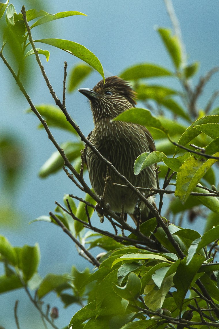 Speckled Piculet