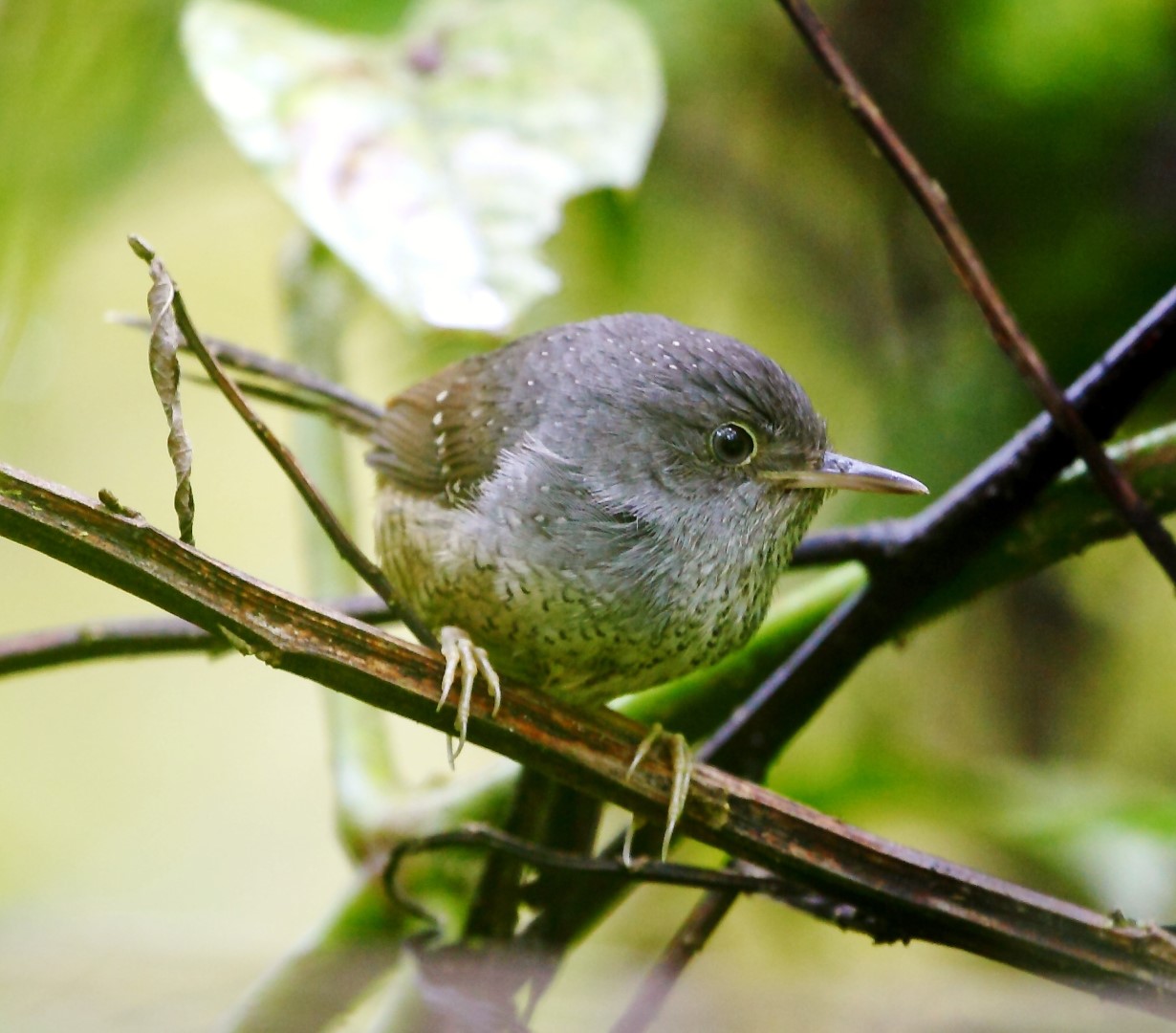 Speckled Piculet